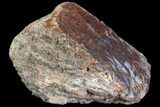 Polished Dinosaur Bone (Gembone) Section - Colorado #72977-2